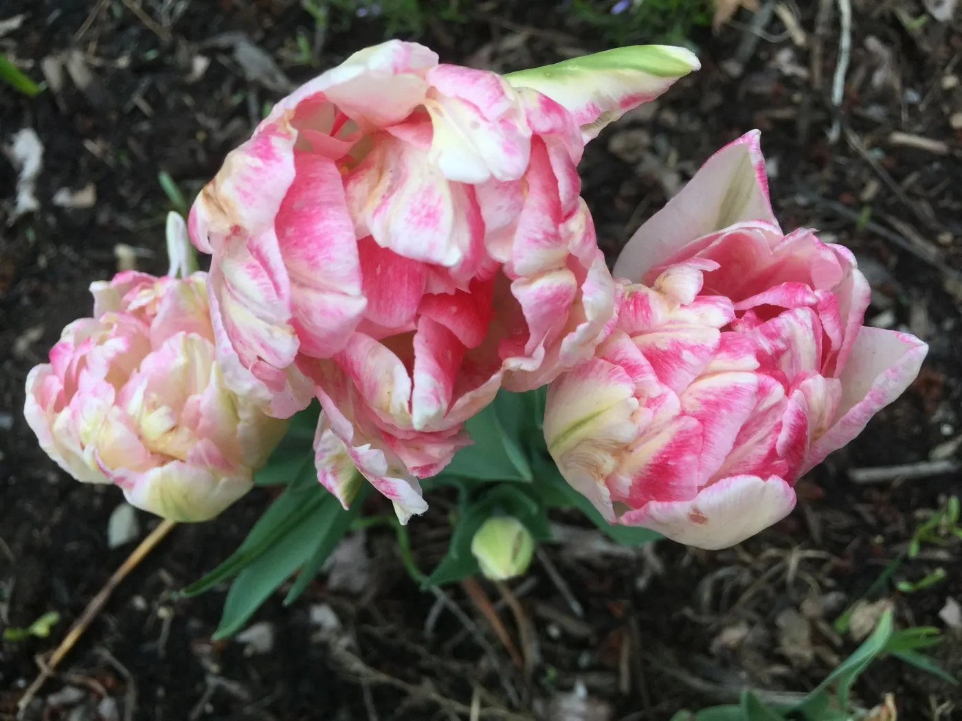 Pink and white double tulips in bloom